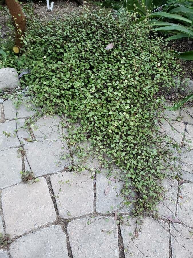 Muehlenbeckia complexa 11