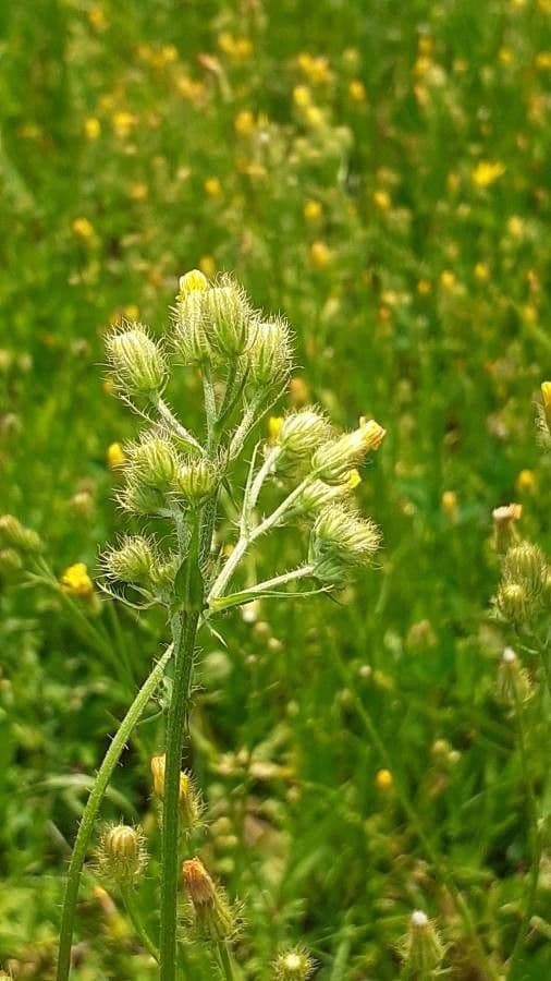 Radicchiella setolosa 30