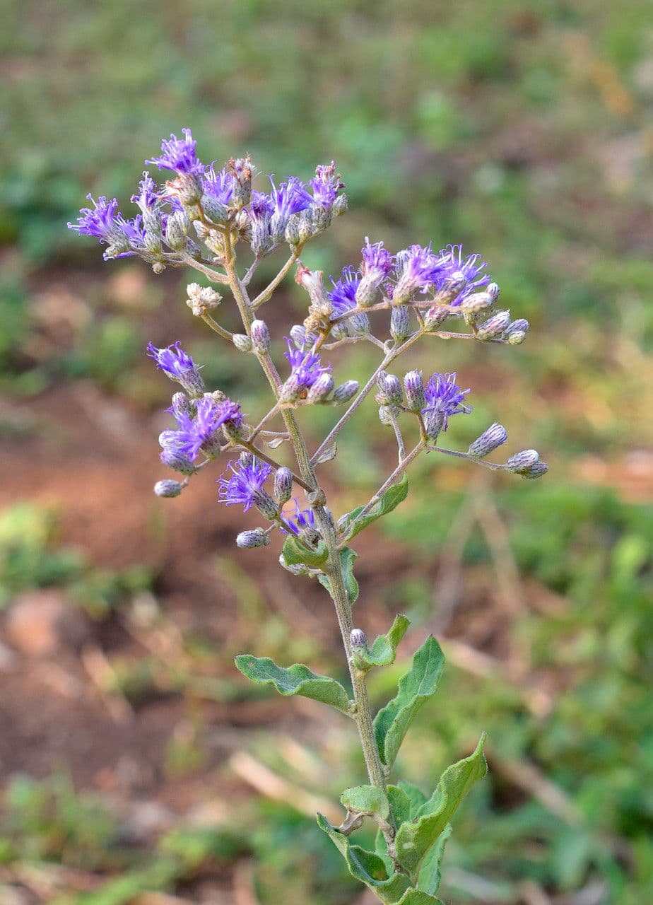 Gutenbergia 7