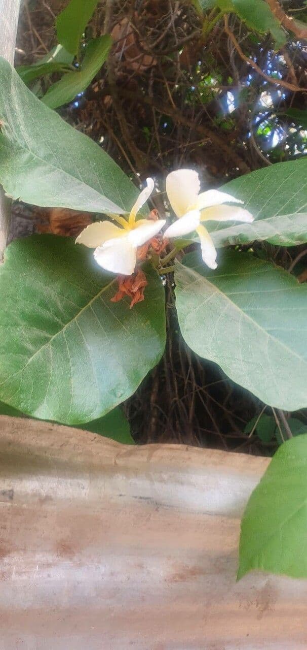 Chonemorpha 6