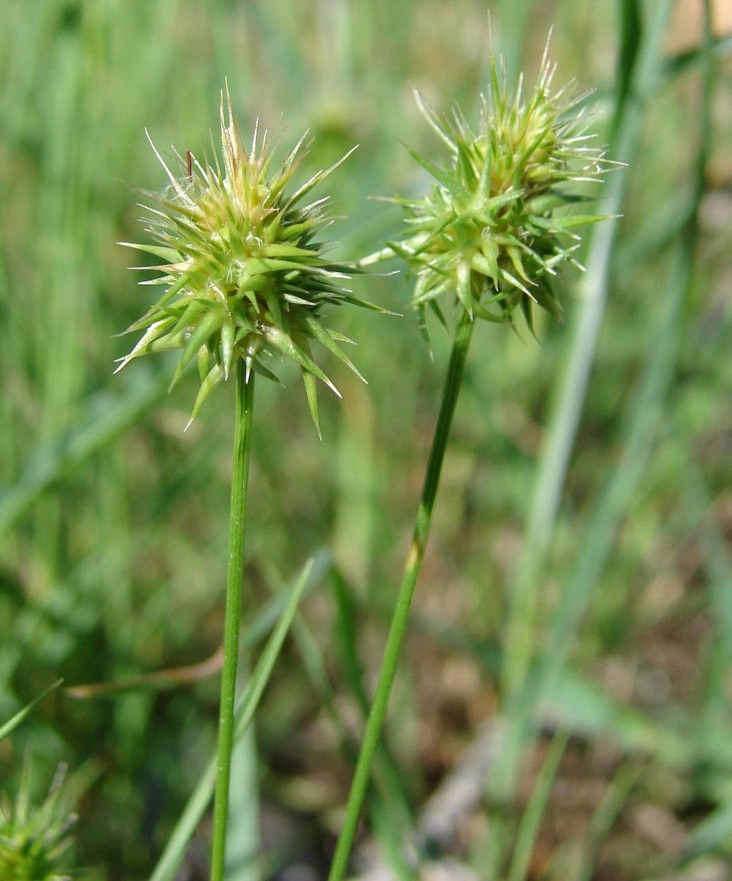 Echinaria capitata 2