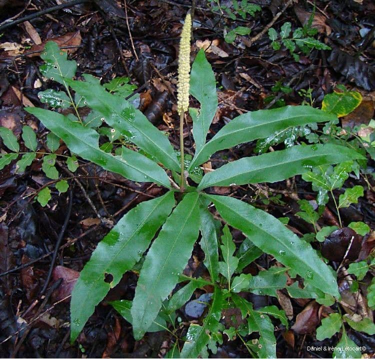 Helminthostachys 4