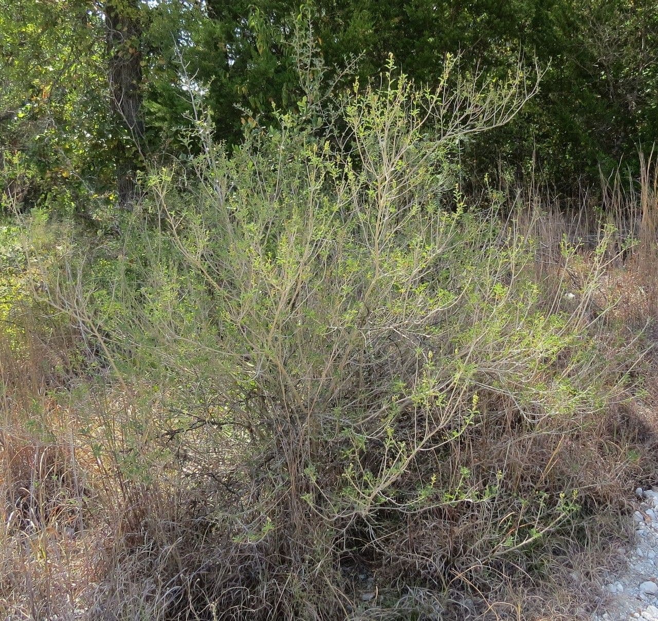 Eysenhardtia 7