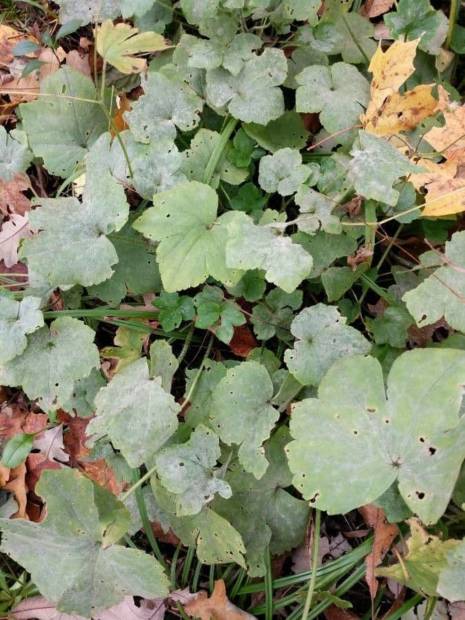 Schaumblüte 16