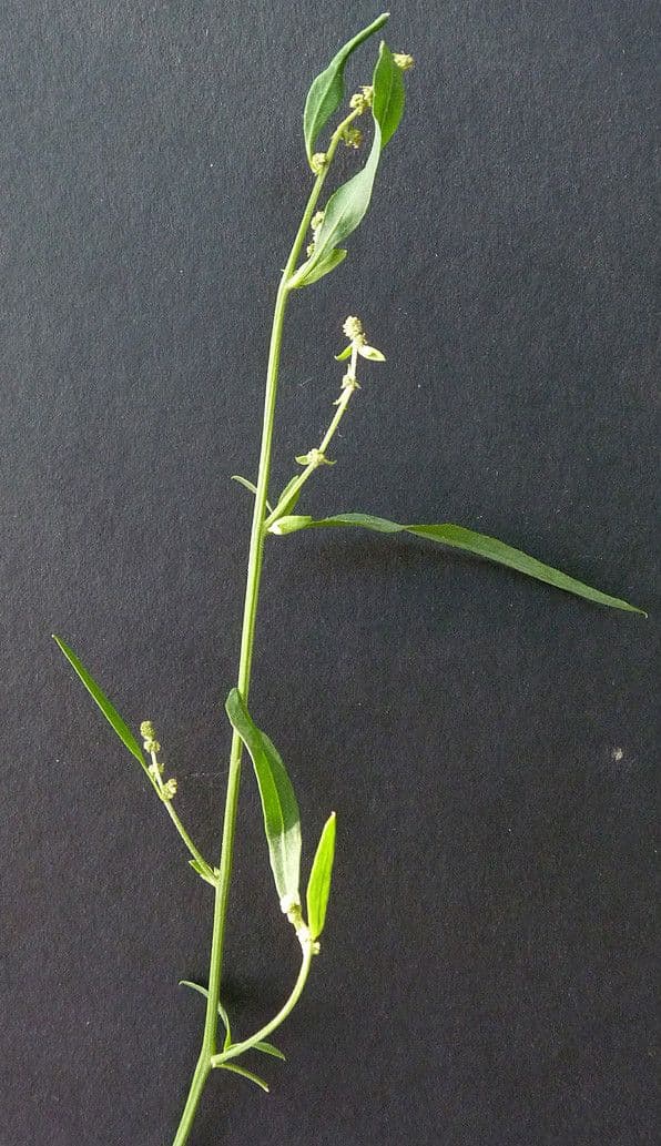 Atreplice erba-corona 27