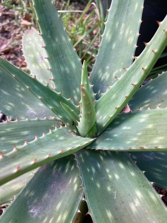 Aloe 3