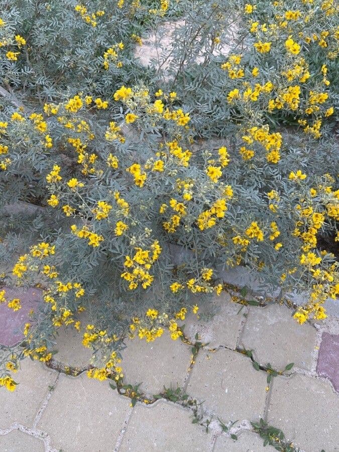 Vieldrüsige Senna 6