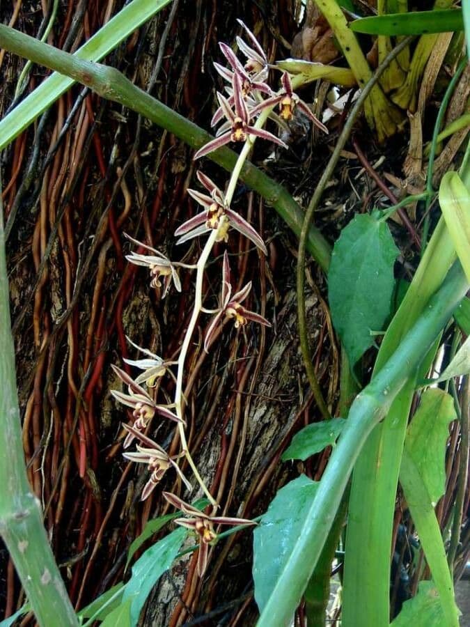 Cymbidium aloelistne
