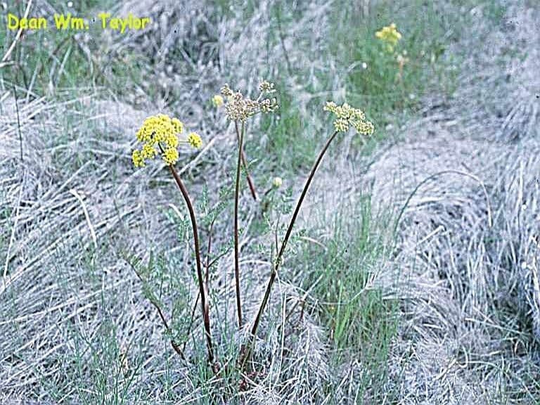 Lomatium
