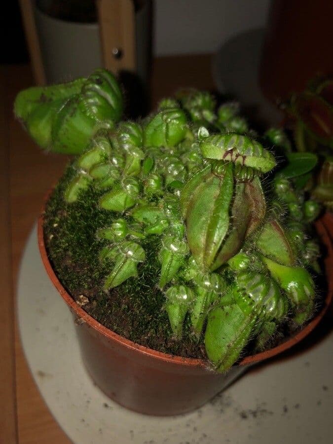 Cephalotus 8