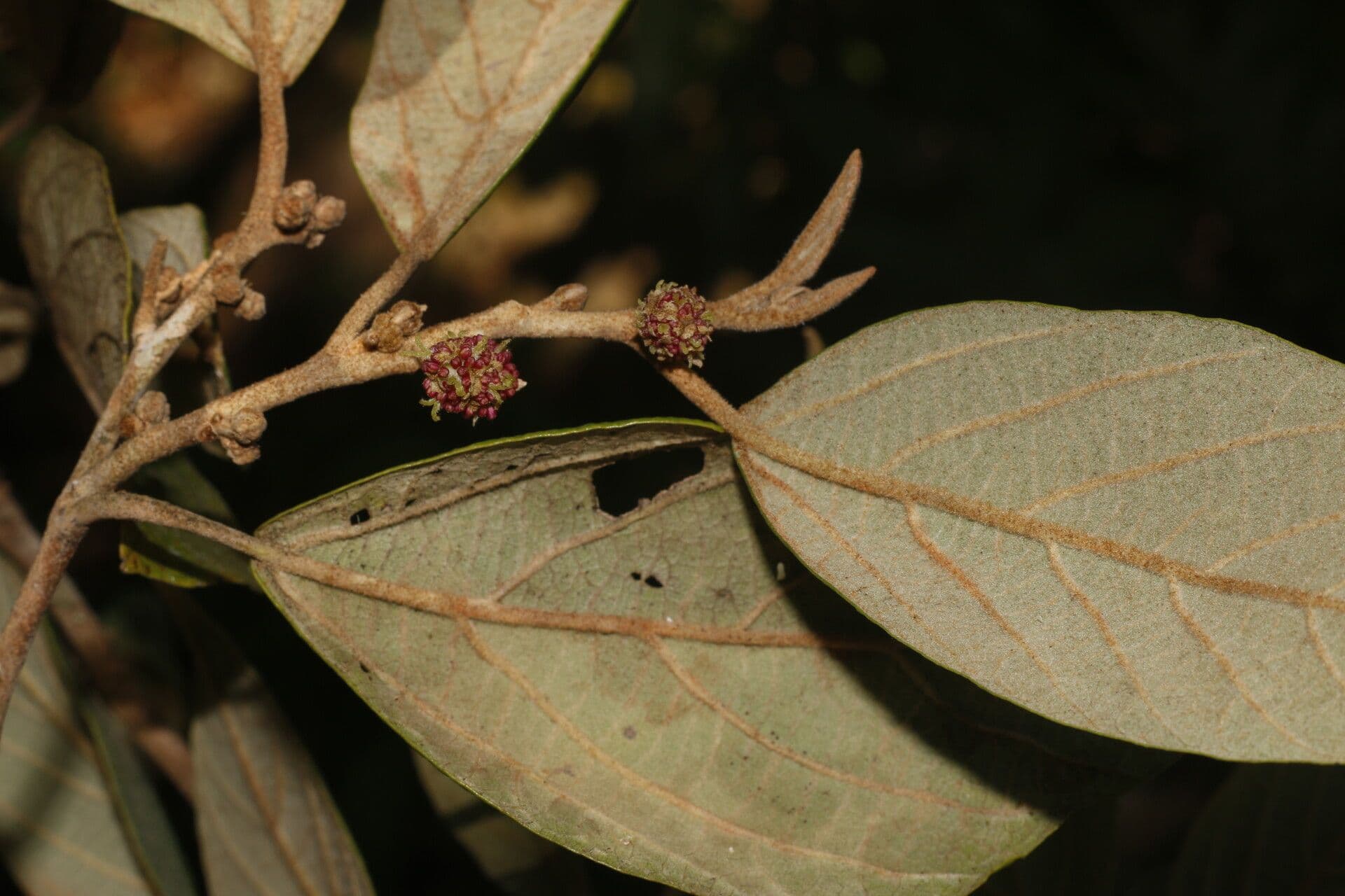 Molinadendron 6