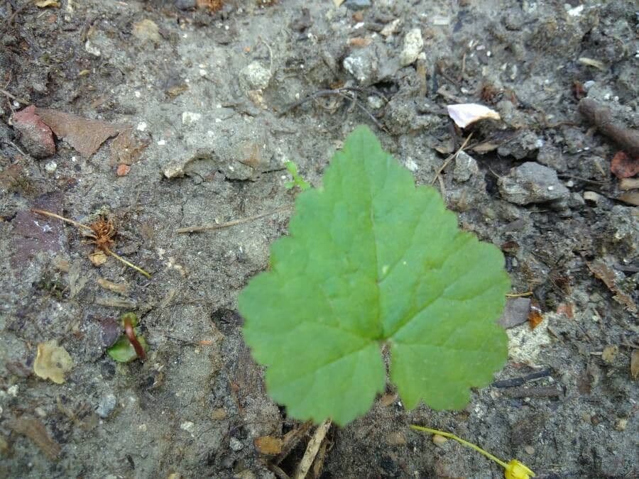 Schaumblüte 14