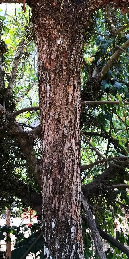 Ehretia acuminata 19
