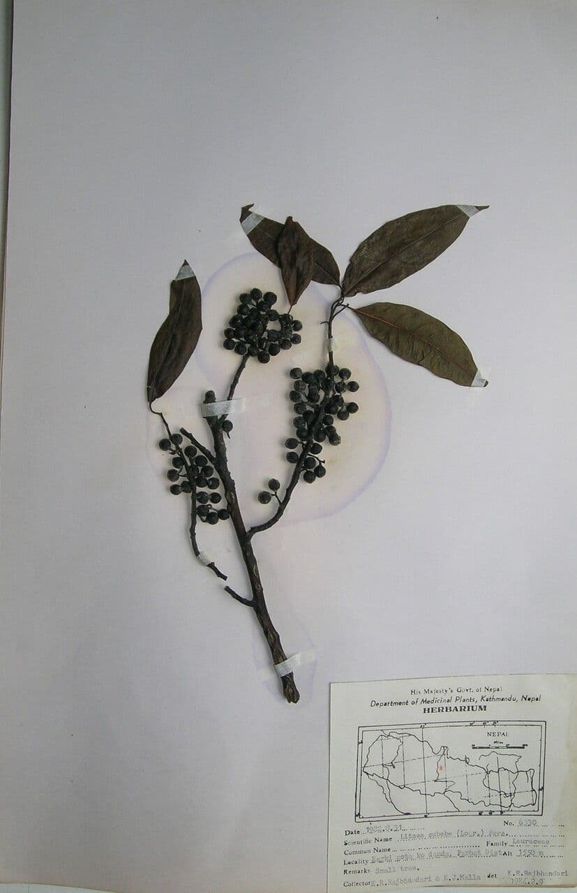 Litsea cubeba 5
