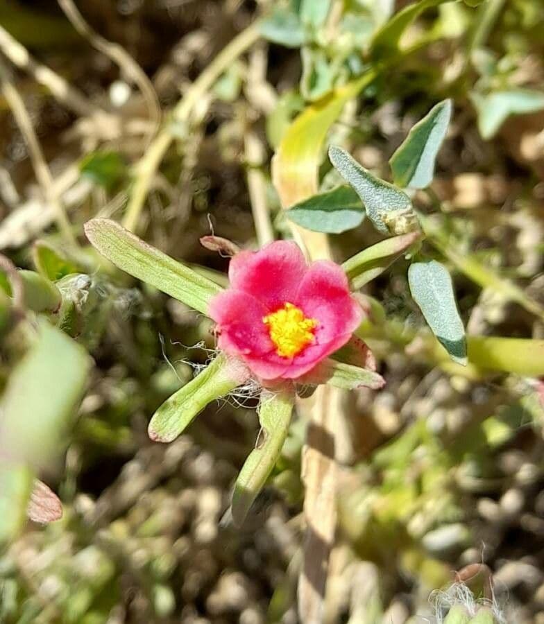Portulaca 3