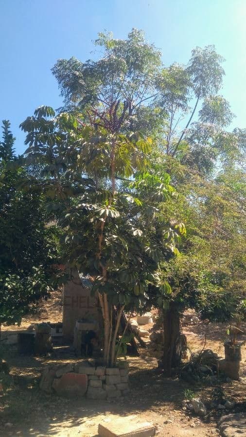 Schefflera 2