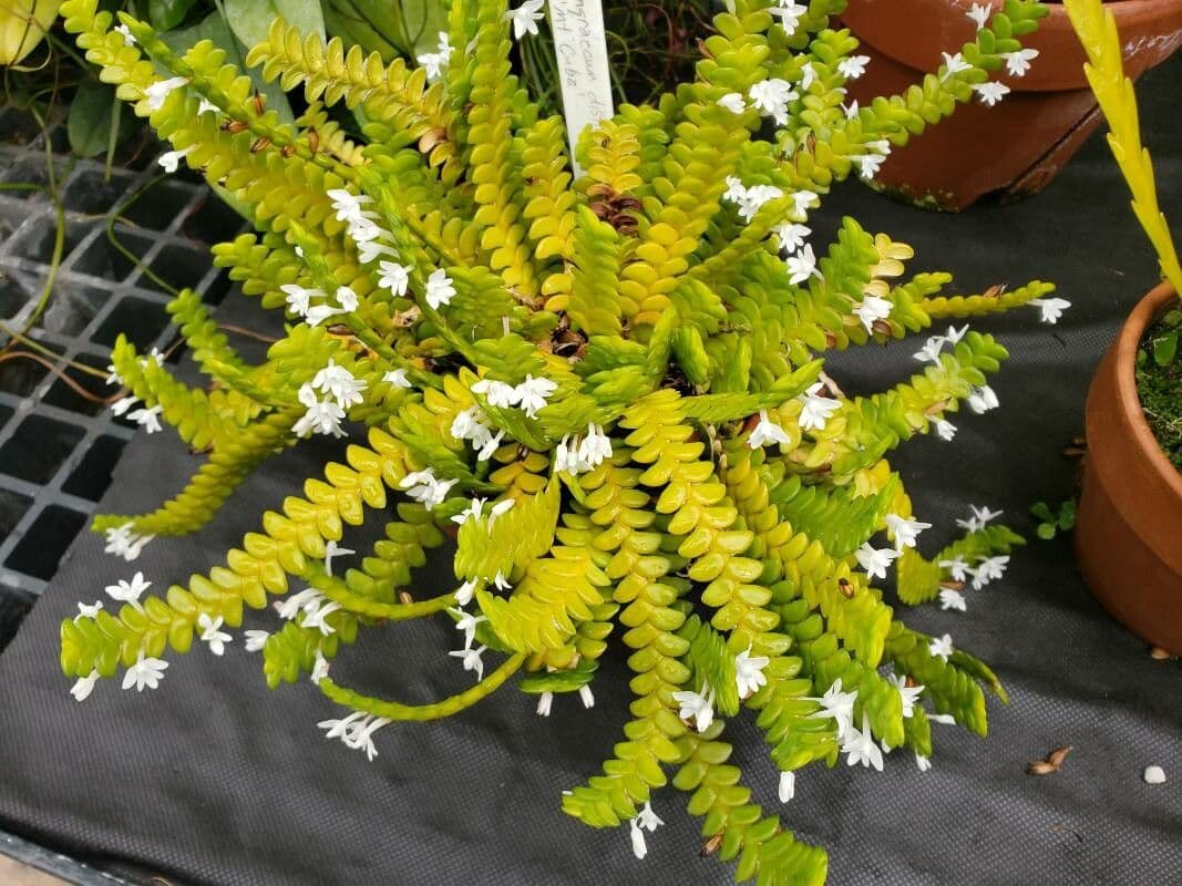 Orchidea angelo 4