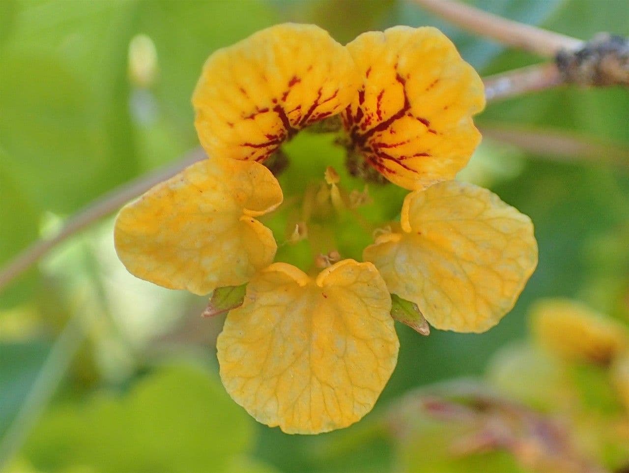 Lichořeřišnice řasnatá 5