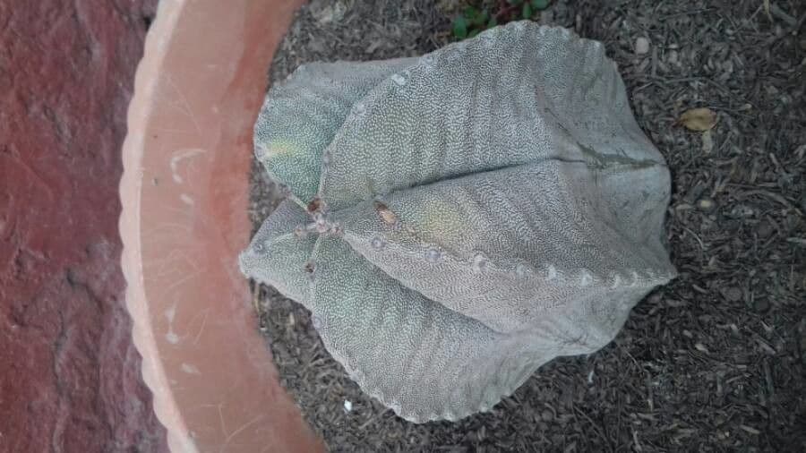 Astrophytum 23