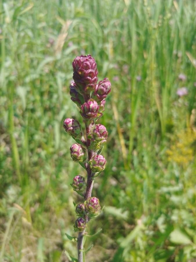 Liatris aspra 4