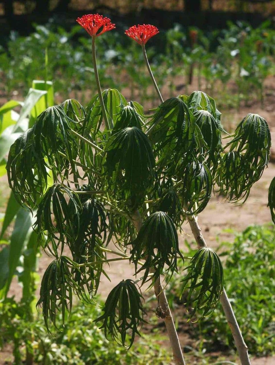 Pianta di corallo 14