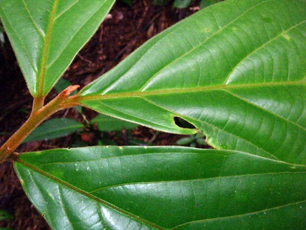 Ocotea 5