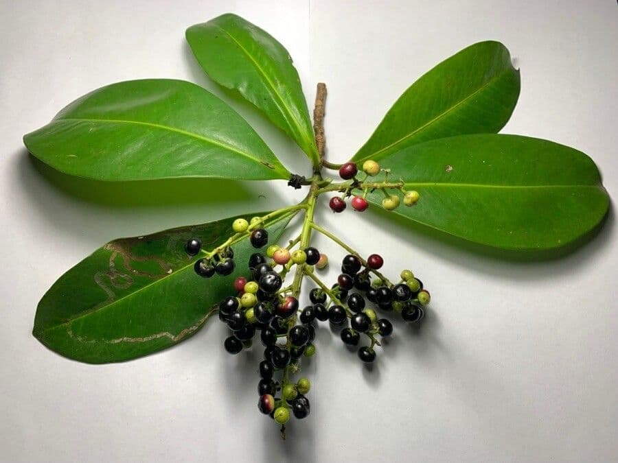 Ardisia révolutée 5