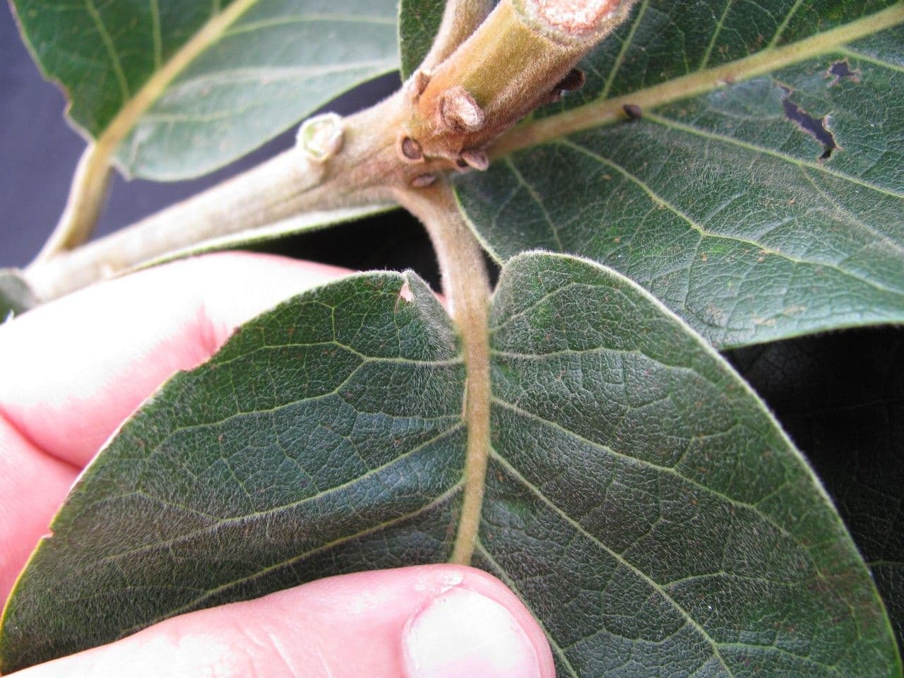 Ocotea 5
