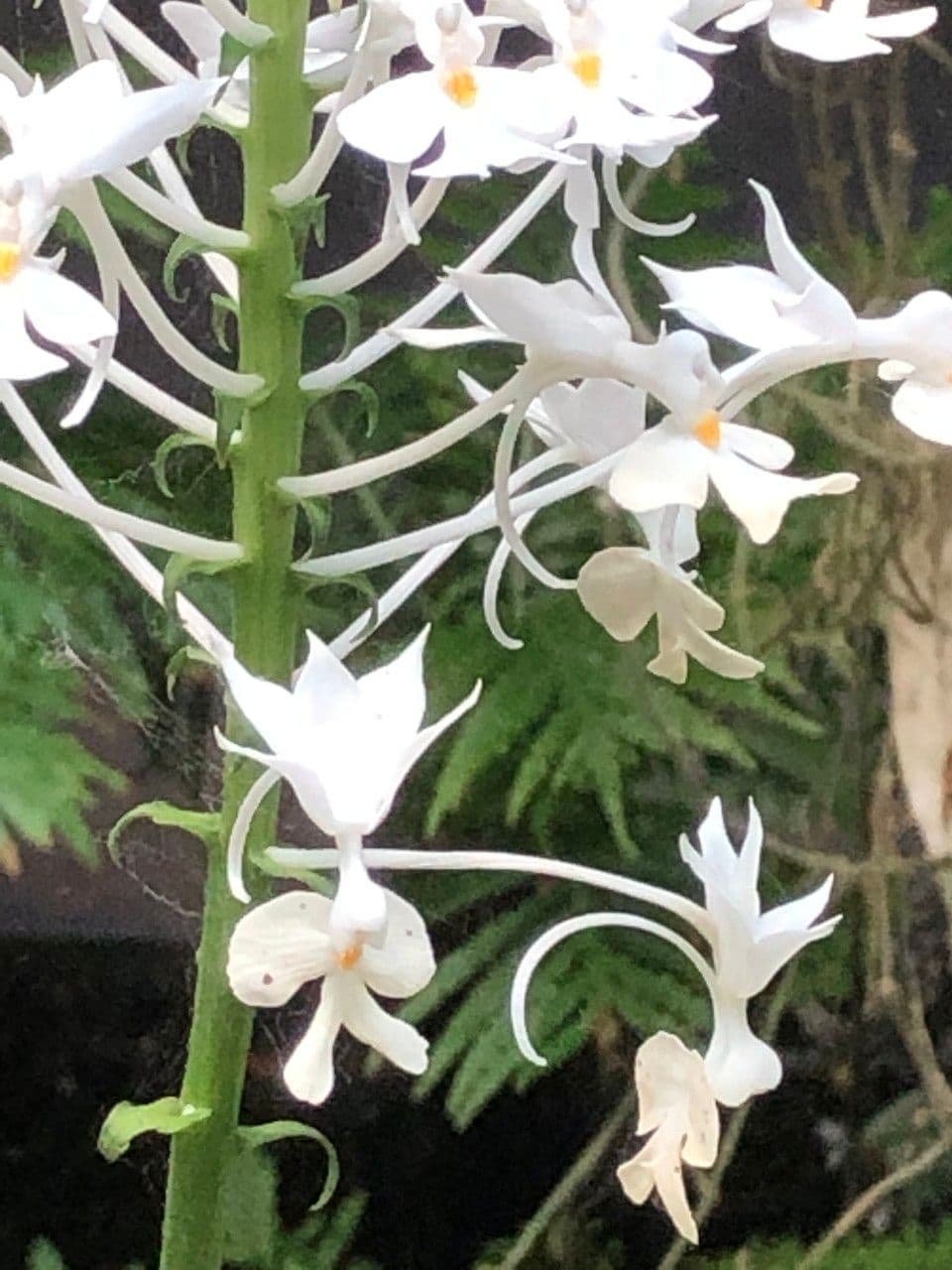 Calanthe 11