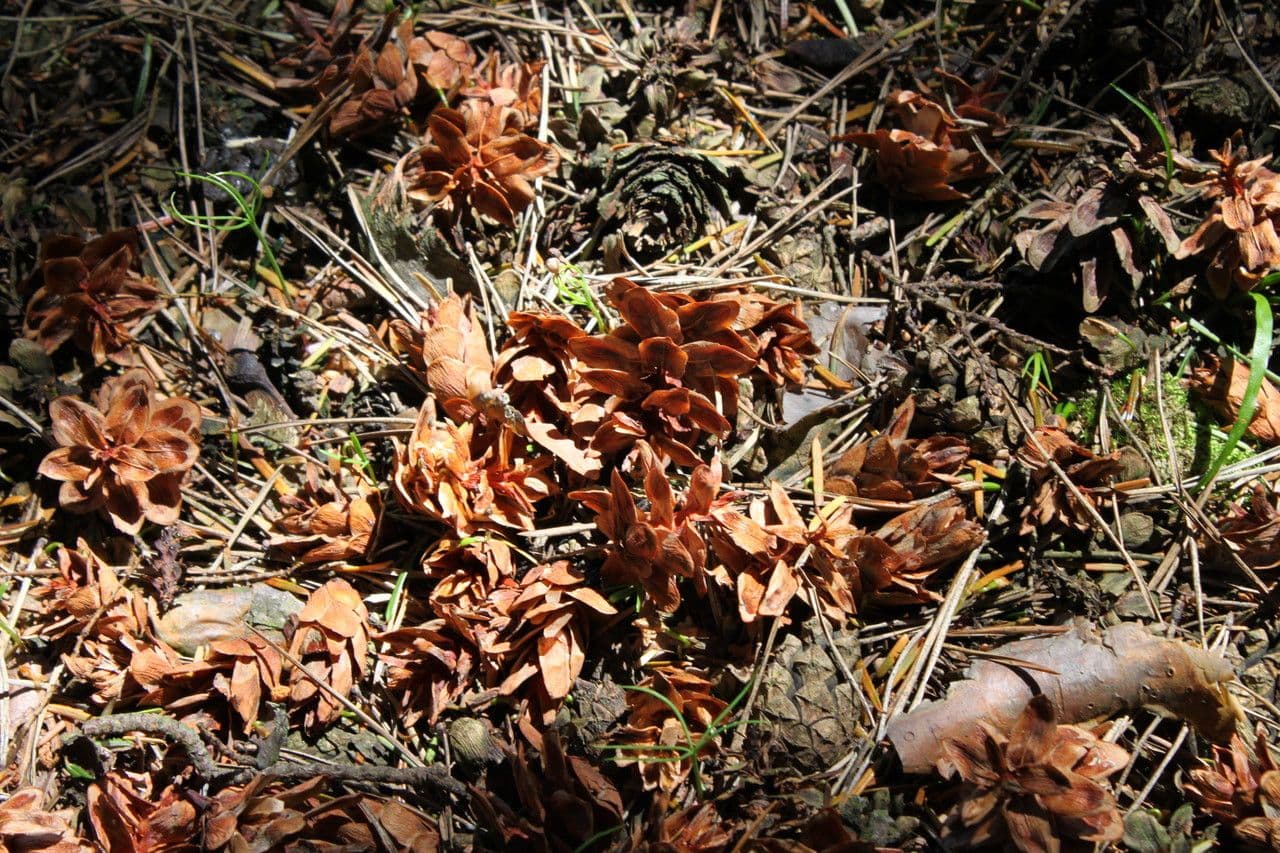Tsuga della Carolina 3