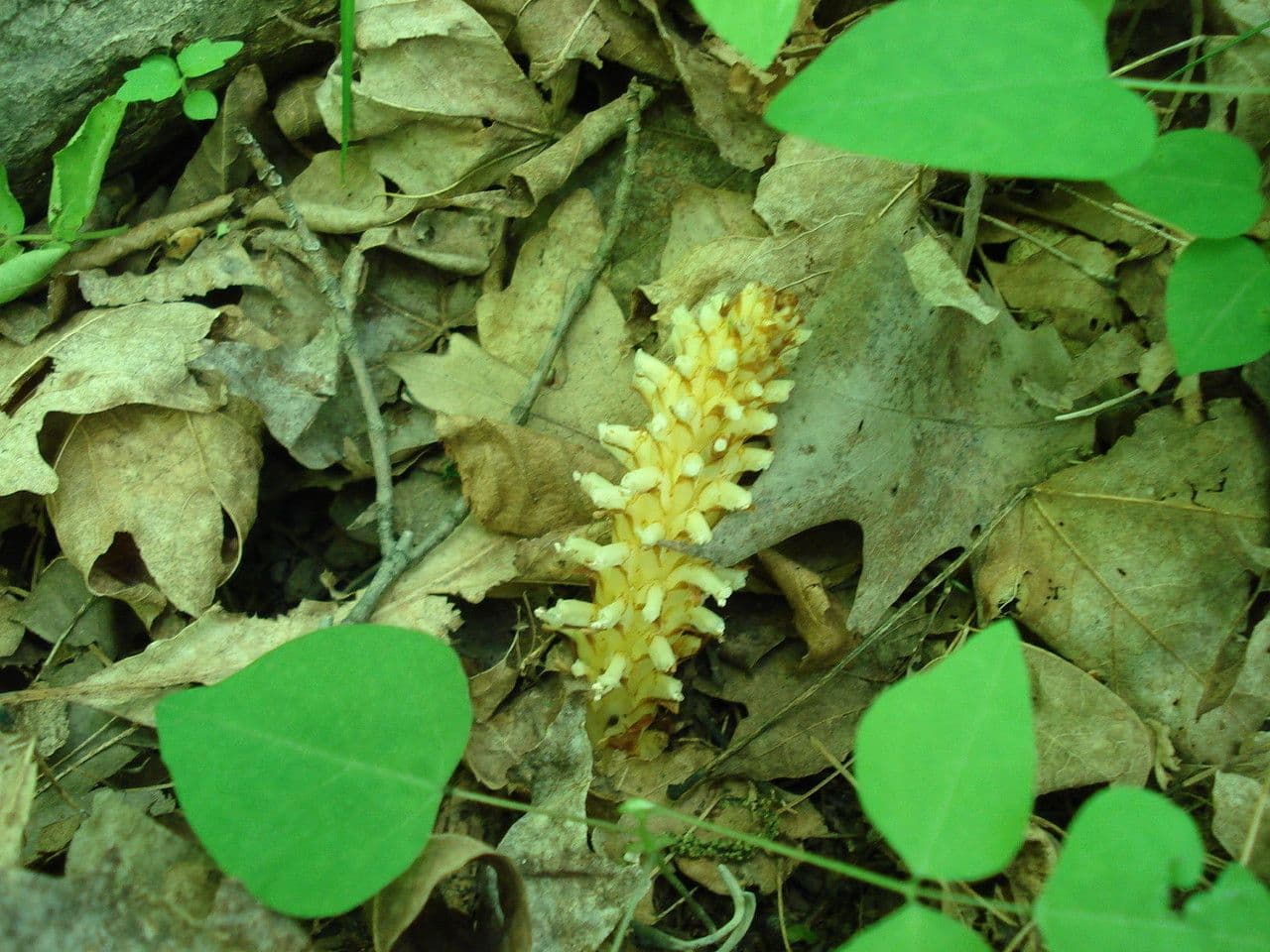 Conopholis 12