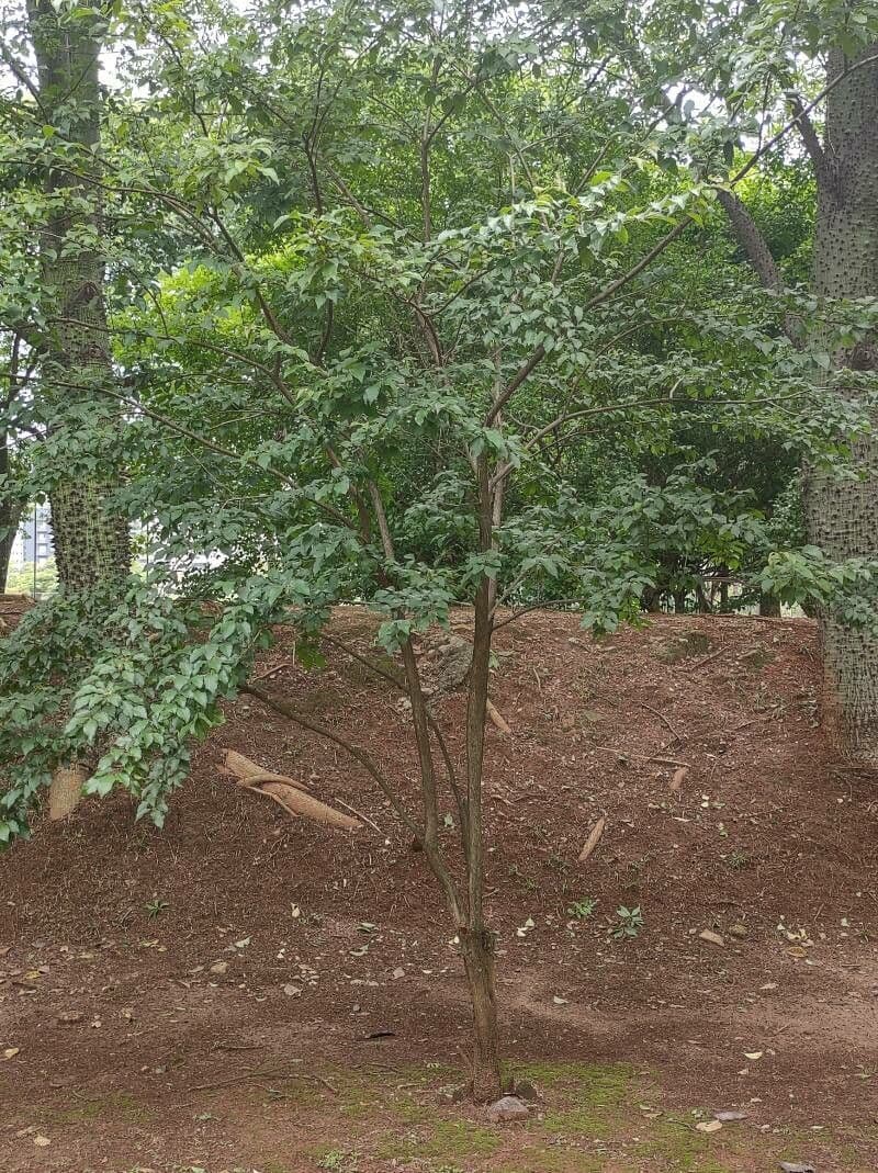 Campomanesia xanthocarpa 11