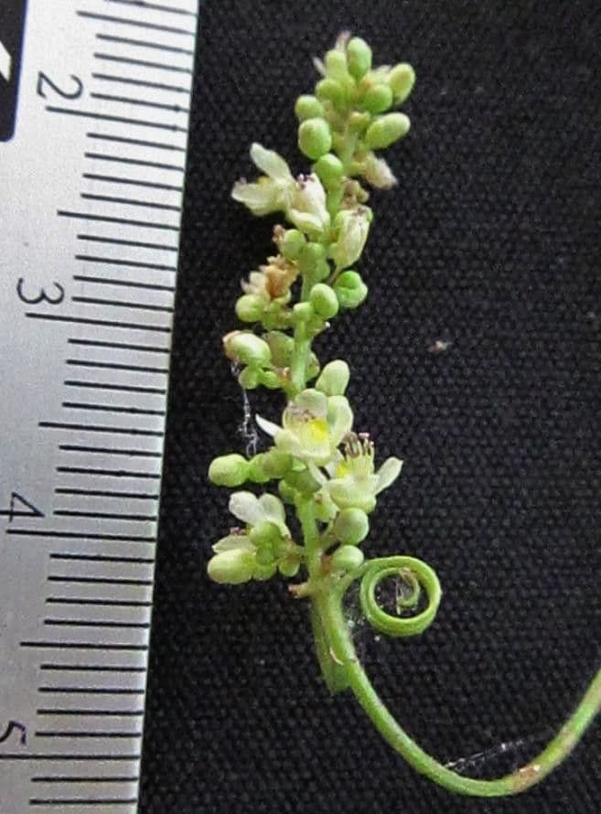Urvillea 11