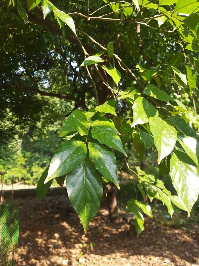 Pongamia 17