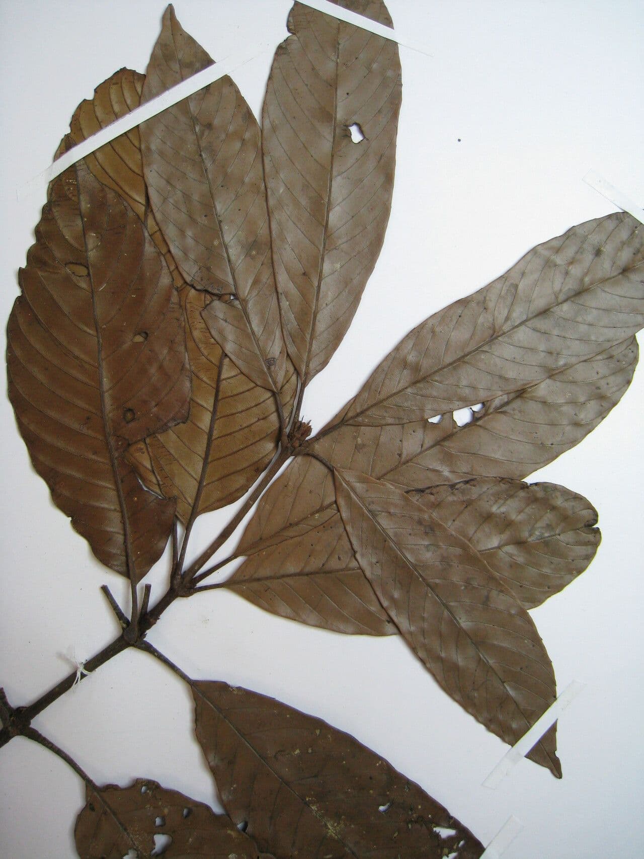 Lacunaria