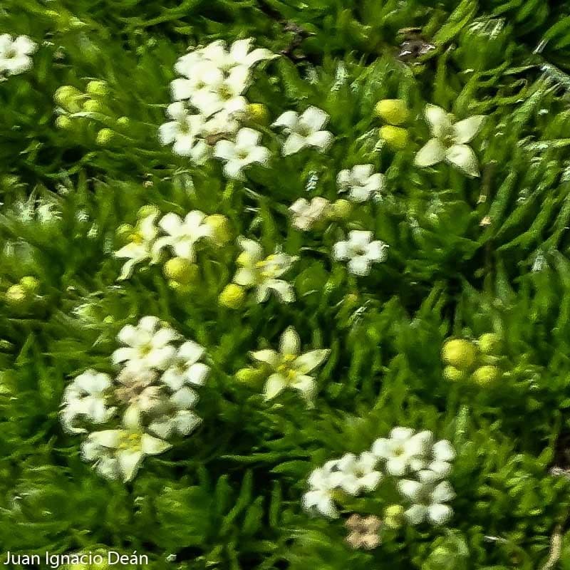 Rubiacea 3