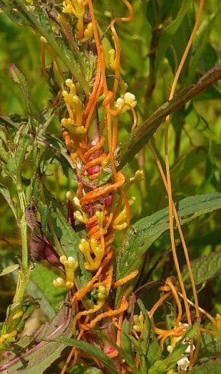 Cuscuta 2