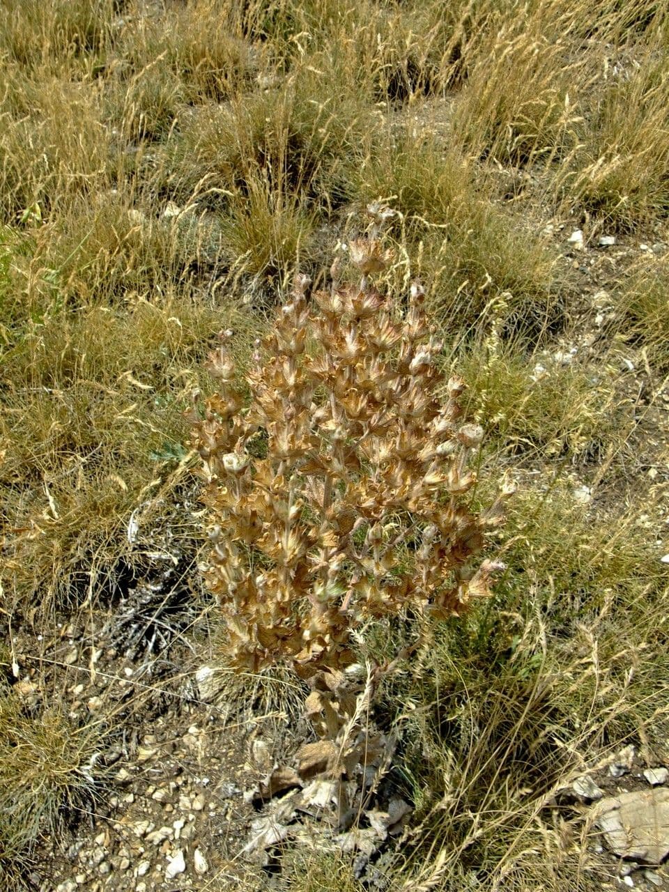 Salvia etiope 11