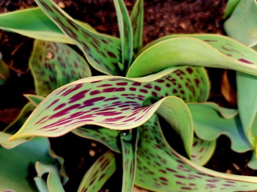 Tulipano 5