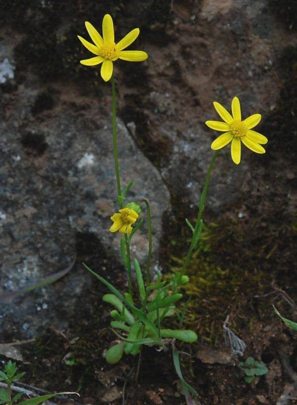 Crocidium multicaule 6
