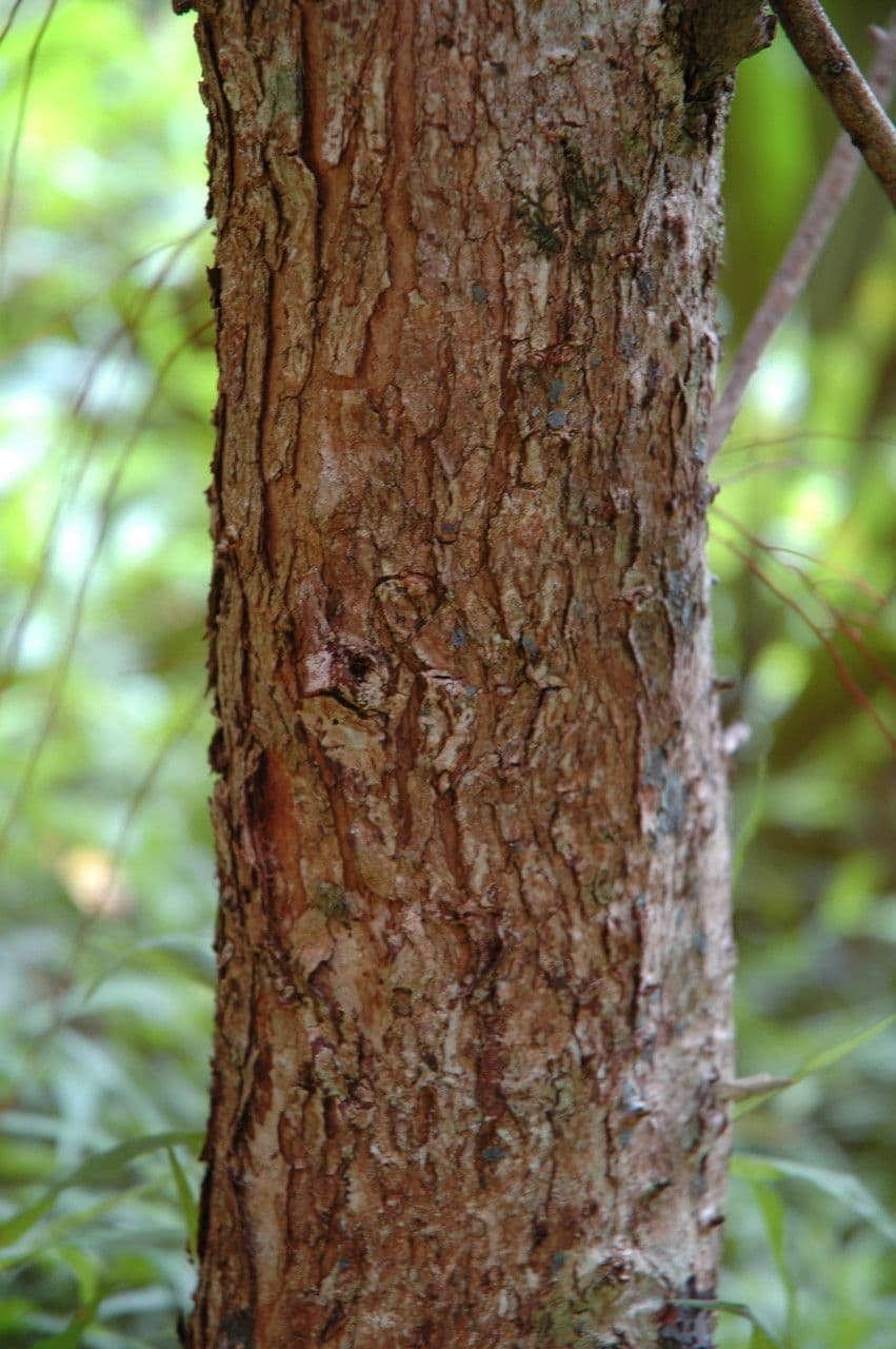 Metrosideros polymorpha 17