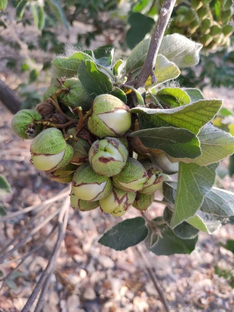 Anacahuita 2