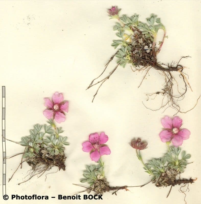 Potentilla lucida 23