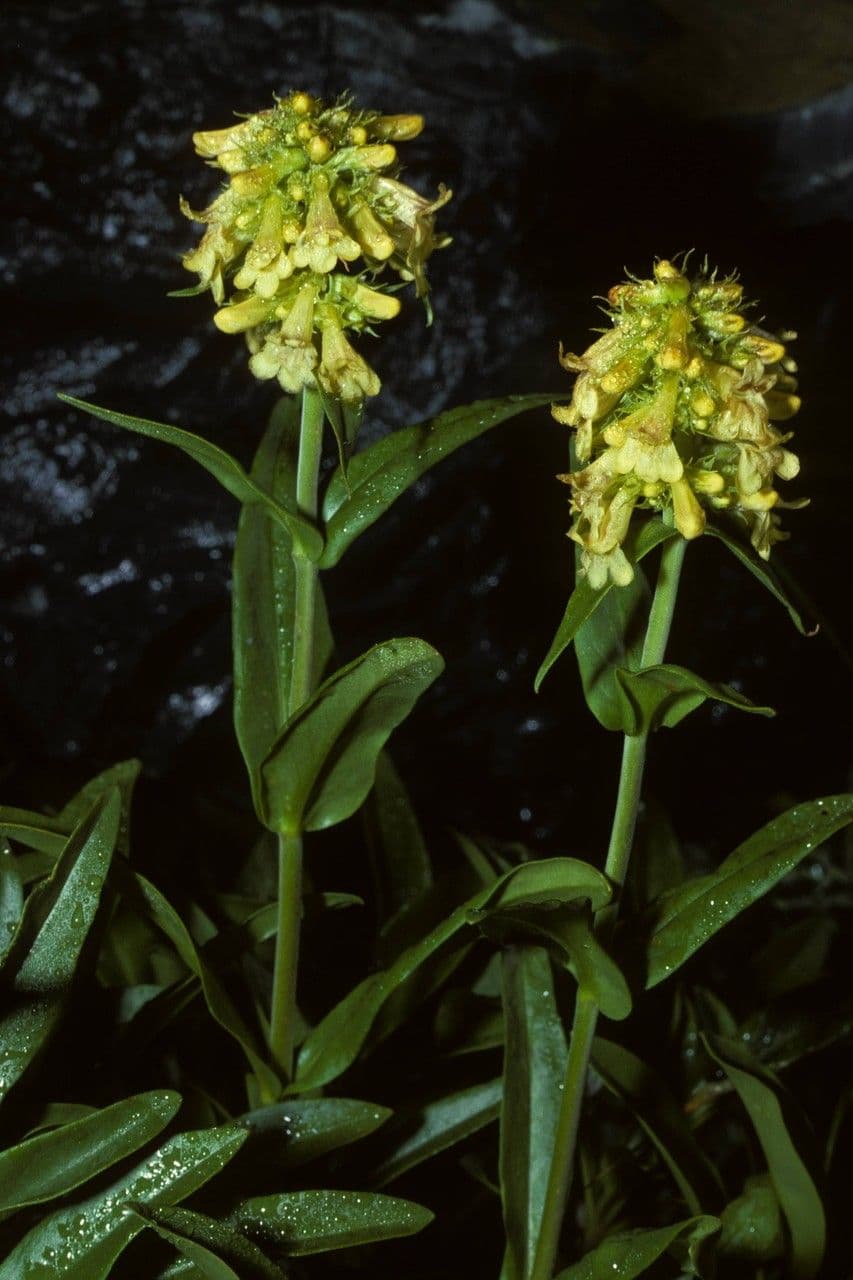 Penstemon 7