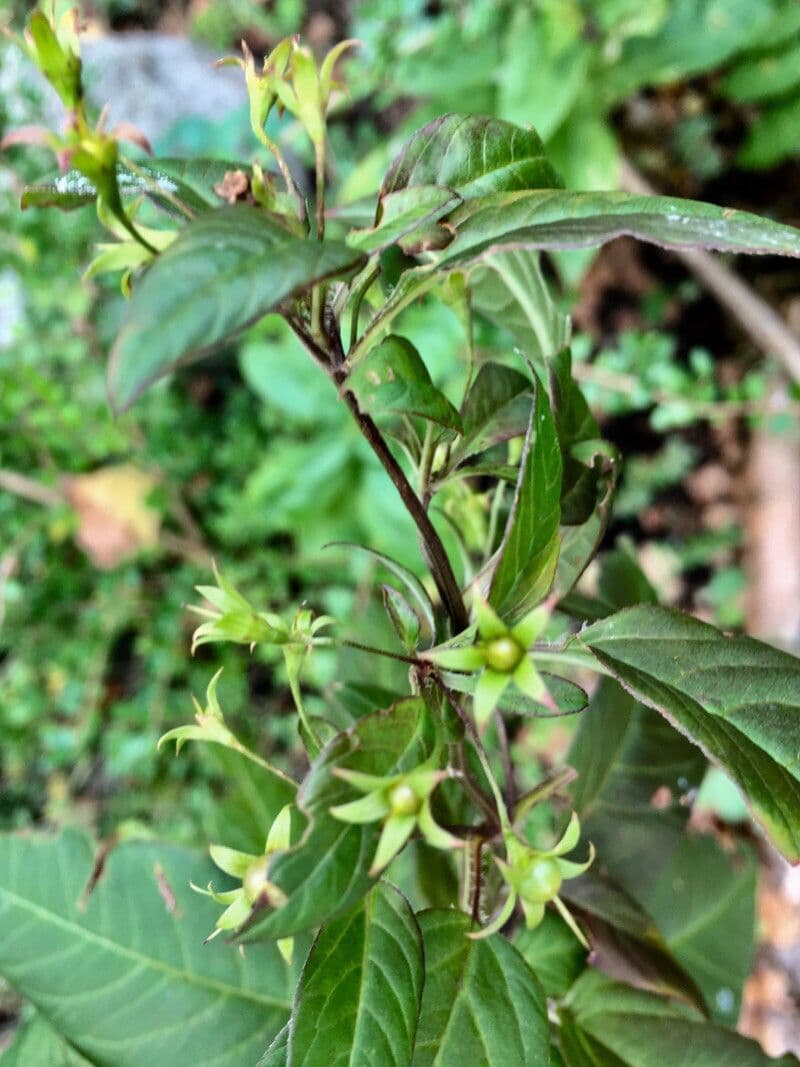 Lisimachia ciliata 2