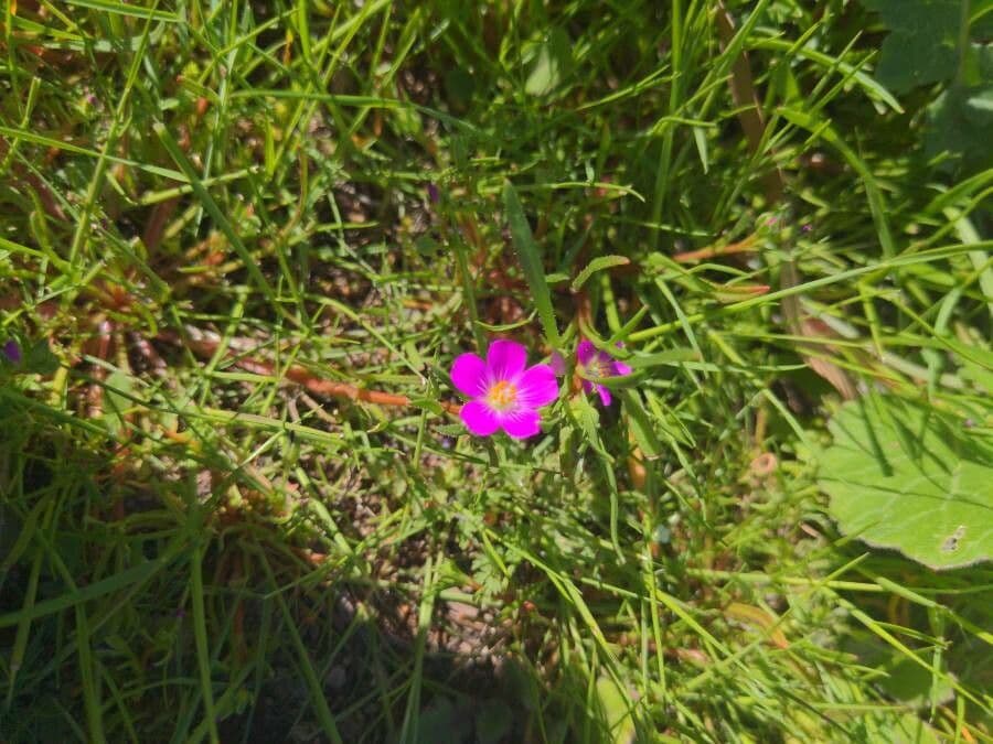 Rote Brautkleider 2