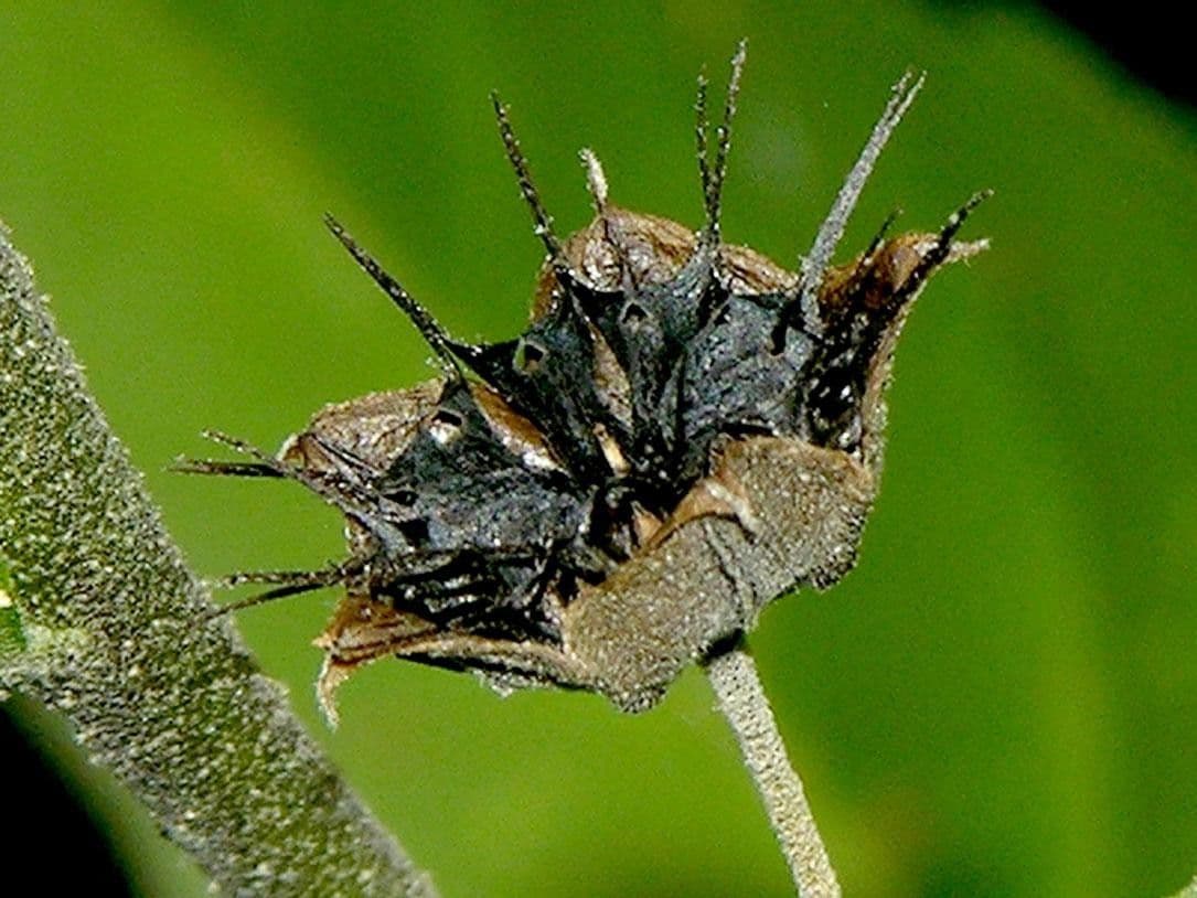 Sida setosa 2