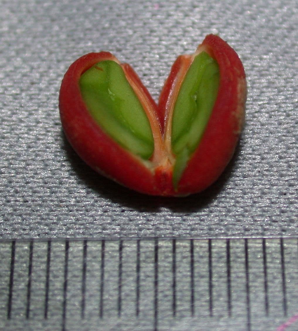 Bunchosia 16
