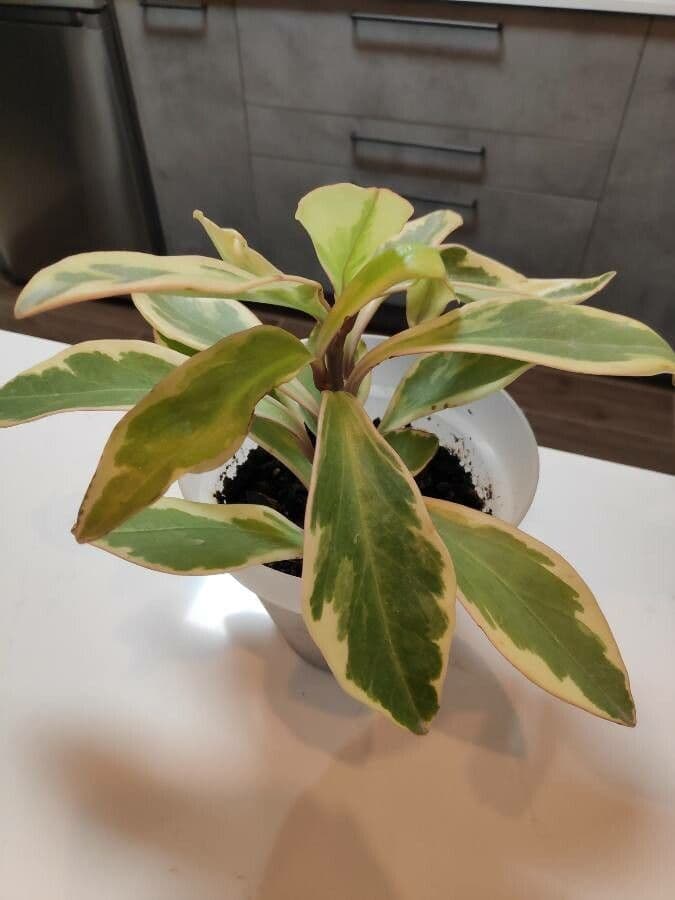 Peperomia 6