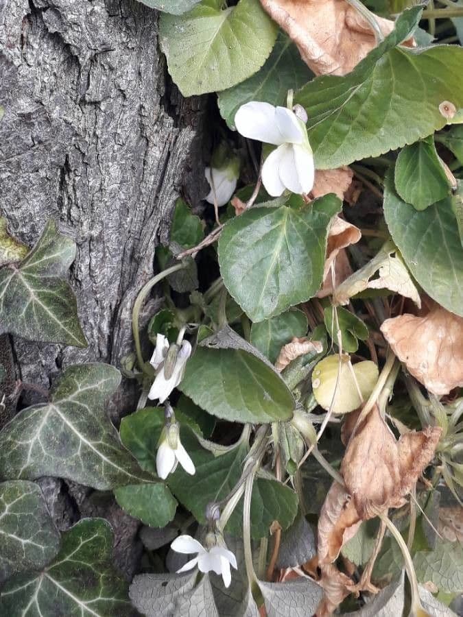 Viola bianca 8